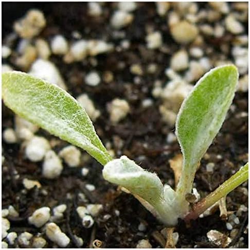 1/4 Lb Desert Marigold Native Wildflower Seeds - Gold Vault - Image 3
