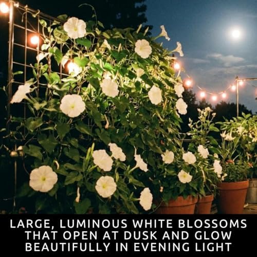 2 Moonflower Live Starter Plants | White, Night-Blooming Climbing Vine - Image 2