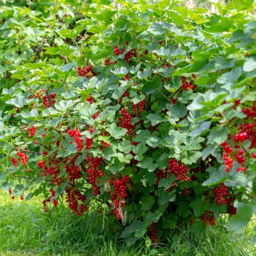 Red Currant Berry Bush Live Plant, Bare Root Berry Plant, 10-12 Inch Tall - Image 5
