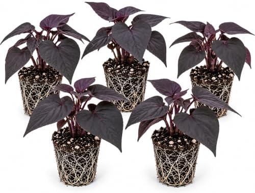 Ace of Spades Sweet Potato Vine Live Starter Plugs – Ipomoea Dark Purple Black Trailing Foliage – Ornamental Vine for Planters, 5 Plugs by CZGrain