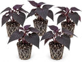 Ace of Spades Sweet Potato Vine Live Starter Plugs – Ipomoea Dark Purple Black Trailing Foliage – Ornamental Vine for Planters, 5 Plugs by CZGrain