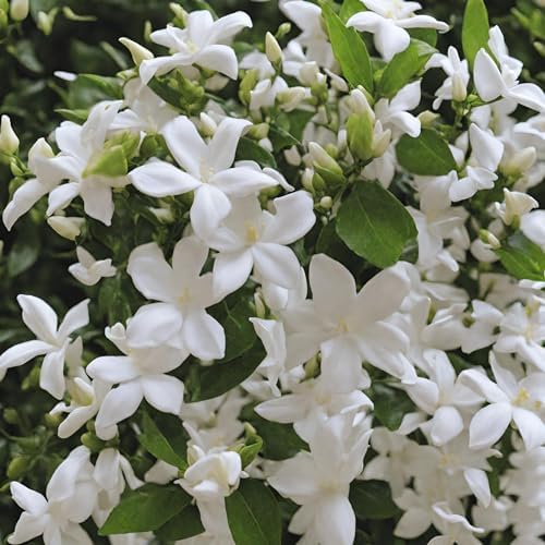 Rare Scented Jasmine Flower Easy to Grow 5g Seeds - Image 7