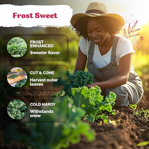 KVITER 600 Vates Blue Scotch Curly Kale Seeds (Brassica oleracea) – Curled Green Kale Seed Packets Heirloom Seed Outdoor & Indoor Home Garden – Cold Hardy Dwarf Vegetable Seeds for Planting - Image 4
