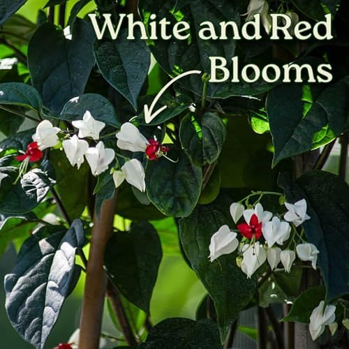 Tropical Plants of Florida Bleeding Heart Vine Live Plant Red and White Flowers - 3 Gallon 36 Inch Tall Tropical Flowering Vine Indoor Outdoor Ornamental Plant - Image 2