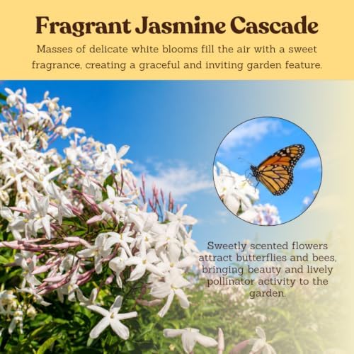 Pink Jasmine Plant Live, Fragrant Jasminum Polyanthum Vine, 2in Pot, 2-Pack - Image 7