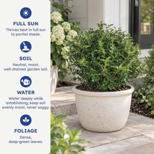NewGen Independence Boxwood, Live Evergreen Shrub, 3 Gallon - Image 6