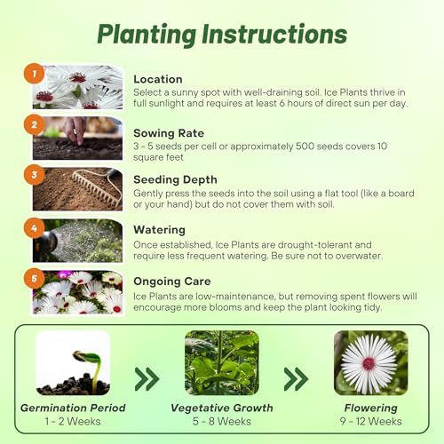 Outsidepride Gelato White Ice Plant Seeds - 10000 Pcs Perennial, Drought Tolerant Ground Cover Seeds for Planting Vibrant Trailing Blooms, Ideal for Sunny Gardens & Xeriscape Landscaping - Image 5