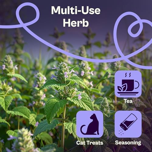 SVI 2500 Catnip Seeds (Nepeta cataria) – Catmint, Best Catnip for Cats Seed Packets, Heirloom Cat Nip Herb Seeds – Outdoor & Indoor Herb Garden, Containers, Herbs Beds - Image 4