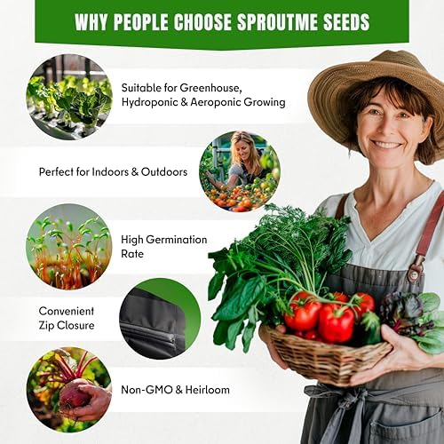 SproutMe Lettuce Iceberg 500+ Seeds for Planting, Heirloom Leaf Vegetable - Image 4