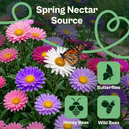 SVI 1500 Single Mix China Aster Heirloom Seeds, Callistephus chinensis - Image 4