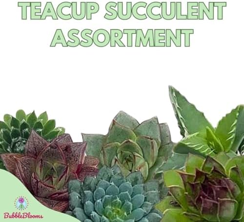 BubbleBlooms Teacup Succulent Assortment, 6 Different Plants in 1 inch pots with Tiny Saucers - Image 2