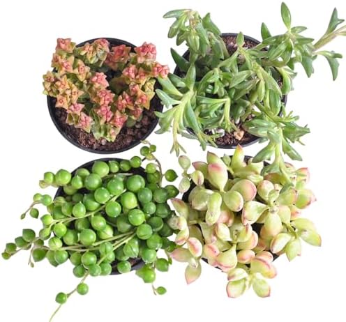 Succulent Plants (4 Pack Trailing Varieties), Live Succulents Fully Rooted - Image 2