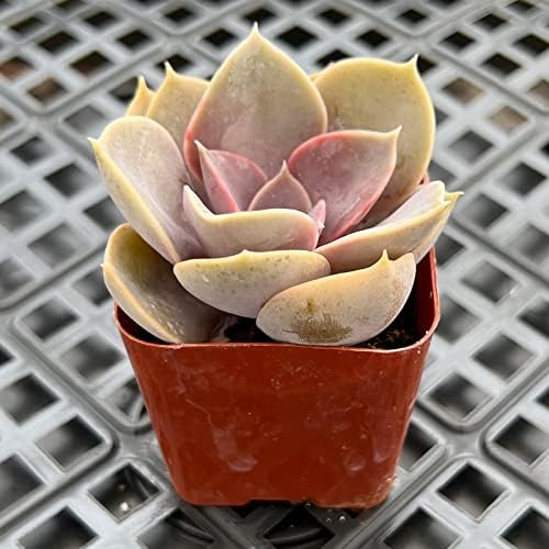 Sprout N Green Echeveria 'Perle von Nürnberg' Purple Live Succulent Plant - Image 2