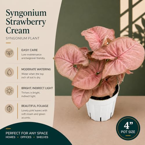 Syngonium Strawberry Live Plant, Pink Syngonium Indoor Plant, Live Houseplant, Easy Care Low Maintenance Plant, Indoor Plants for Home Decor and Room Decor - Image 2