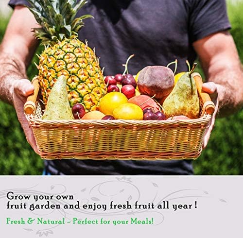 1300+ Seeds Variety Pack,Juicy Summer Fruits Tomatoes, Melons, Berries - Image 4