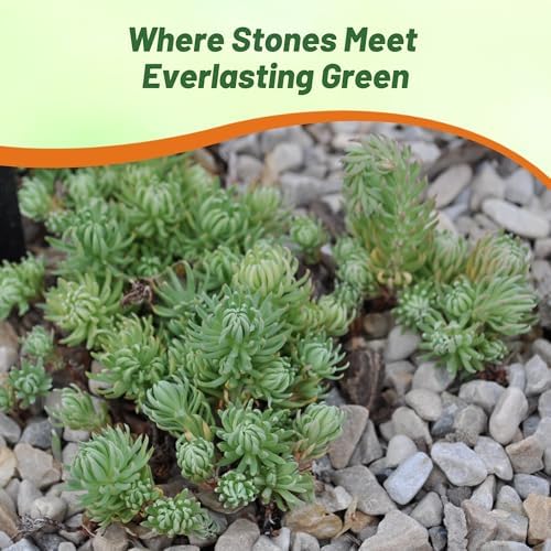 Outsidepride Oracle Sedum Seeds - 200 Pcs Perennial Ground Cover Seeds for Planting, Cold-Hardy & Heat-Tolerant Succulent Plants, Ideal for Rock Gardens, Containers, and Xeriscaping - Image 5