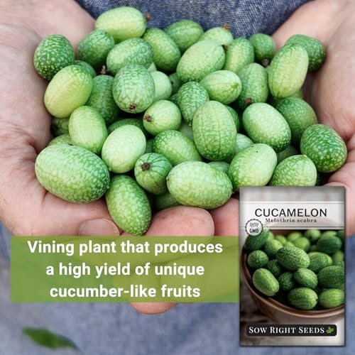 Sow Right Seeds - Cucamelon Seed for Planting Mexican Sour Gherkins 2pk - Image 3
