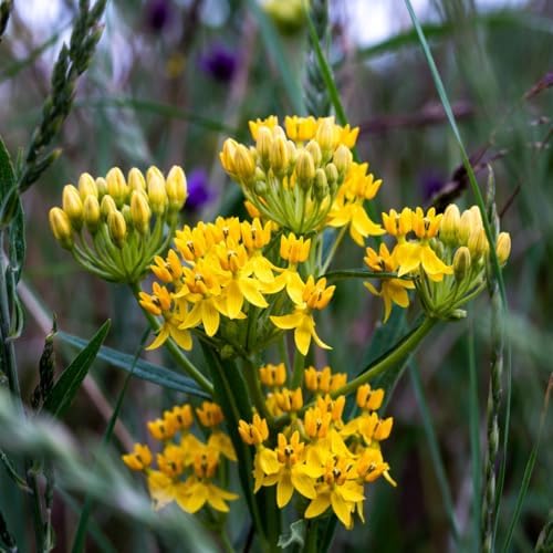 2 Yellow Milkweed Live Plants, Asclepias Tuberosa, 4-6 Inch Tall - Image 6