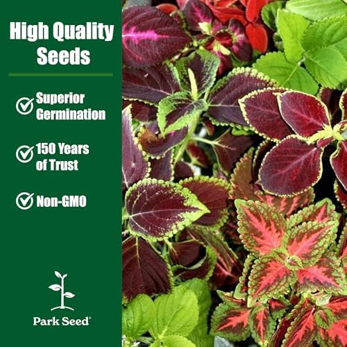 Park Seed Wizard Select Mix Improved Coleus Seeds, Vibrant Red and Green Foliage Blend for Bedding, Borders, and Containers, Naturally Bushy Habit, Pack of 40 - Image 4