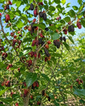 5 Red Mulberry Trees 8-16" in 3.5in Pot Live Plants Morus rubra (5 Pack) by Unknown
