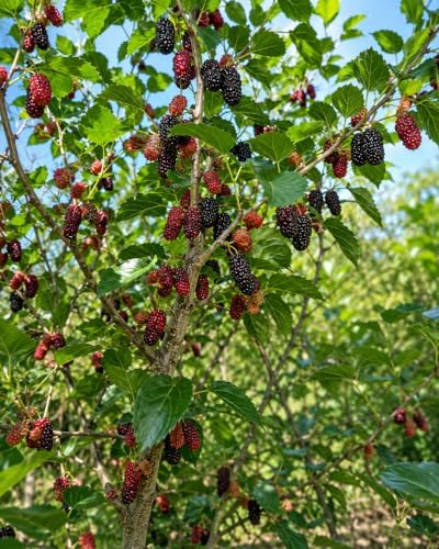 5 Red Mulberry Trees 8-16" in 3.5in Pot Live Plants Morus rubra (5 Pack) by Unknown