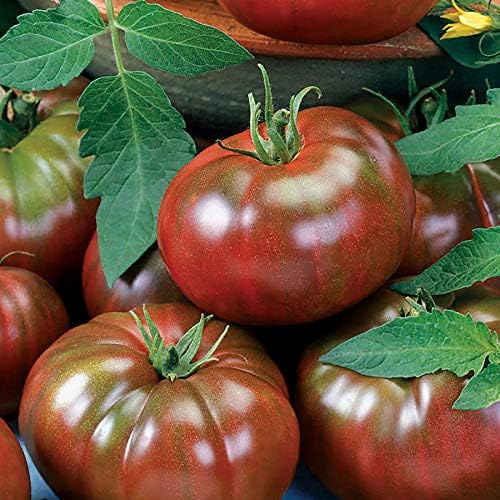 Park Seed Variety of Tomato Seeds, Planting Vegetables, Easy to Grow, Non-GMO, Perfect for Harvesting, Chef's Choice Black, Pack of 30 by ParkSeed