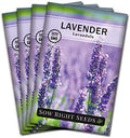 Sow Right Seeds - English Lavender Seed for Planting Perennial Herbs 4pk by SowRightSeeds