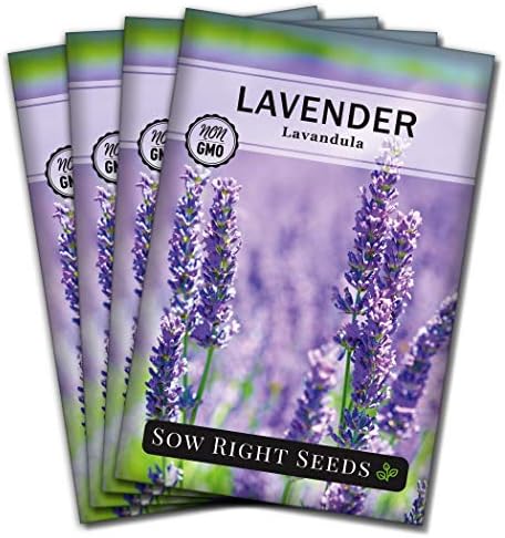Sow Right Seeds - English Lavender Seed for Planting Perennial Herbs 4pk by SowRightSeeds
