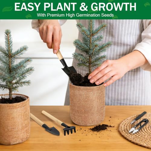 Bonsai Tree Growing Kit for Beginners, 3 Seed Varieties, - Image 7