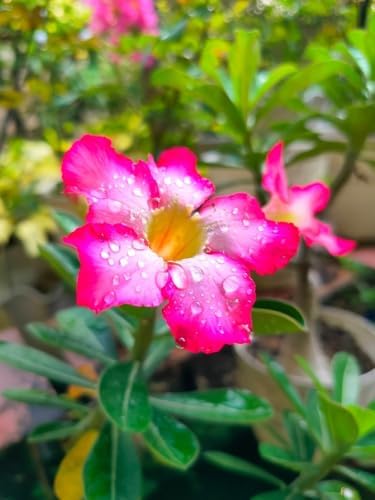 15 Adenium Bonsai Tree Seeds - Blooming Desert Rose, Easy to Grow Indoors - Image 6