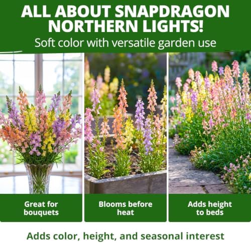 HOME GROWN Northern Lights Snapdragon 12,000 Seeds, Antirrhinum majus - Image 2