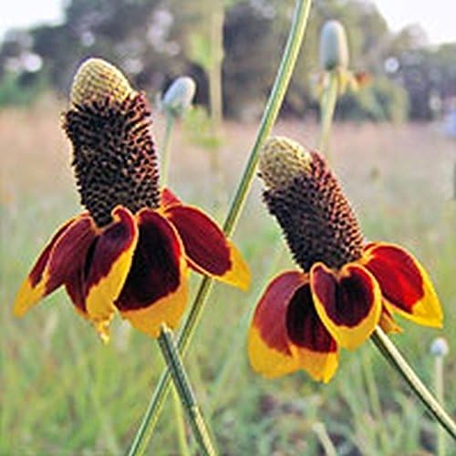 'Mexican Hat' - Bloom by the thousands! - Drought tolerant! Nature’s sombreros! (100 - Seeds) - Image 2