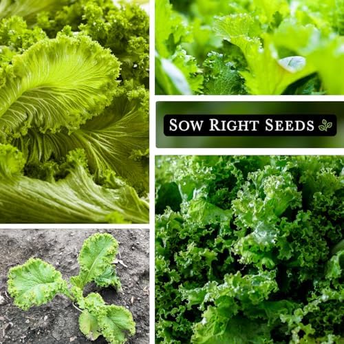 Sow Right Seeds - Southern Giant Curled Mustard Green Seed for Planting - Image 4