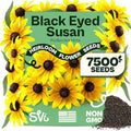 SVI 7500 Black Eyed Susan Seeds (Rudbeckia Hirta) – Black-Eyed Susan Wildflower Seed Packets Bulk, Rudbeckia – Daisy Flower Seeds for Outside & Indoor Flower Garden Containers by SVI