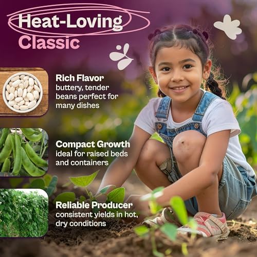 SVI 75 Henderson Lima Bean Seeds (Phaseolus lunatus) – Bush Baby Lima Beans Seed Packets, Green Beans – Heirloom Vegetable Seeds for Outdoor Home Garden, Containers - Image 3