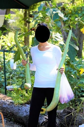 Cucuzza Squash Seeds - 20+ Count - for 2026 Planting Lagenaria siceraria Cucuzzi Snake Gourd Italian Tromboncino Long Bottle Calabash Dudhi Lauki Vegetable Grow Your Own Home Farm - Image 7