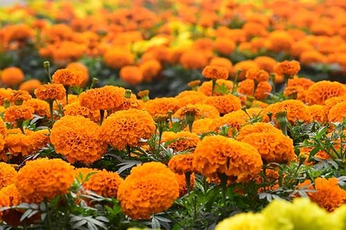 NatureZ Edge, Marigold Seeds for Planting Outdoors, 1 Ounce 10,000 Seed, Hawaiian and Cracker Jack Marigold Seeds, Made in USA, Companian Gardening Flower - Image 6