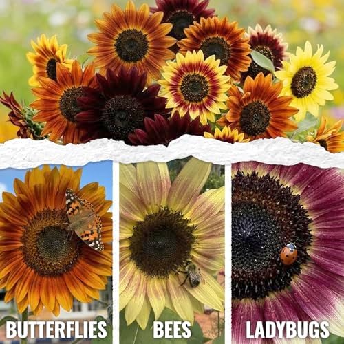 Seed Needs Autumn Beauty Sunflower Seeds to Plant Cut Flowers - 2 Packs - Image 2