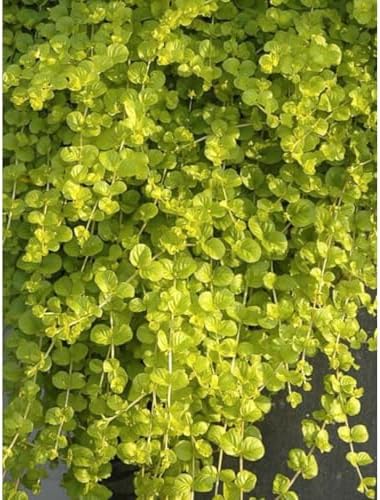 Lysimachia Goldilocks – Creeping Jenny Golden Foliage - Pack of 2 Live Starter Plants (4-6 Inches Tall) – Fast-Spreading Groundcover, Container-Friendly Accent, Easy Grow & Low-Maintenance Plant - Image 2