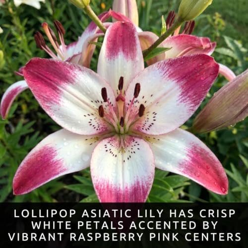 3 Lollipop Asiatic Lily Bulbs for Planting | Pink & White Bicolor Lily Flowers | Hardy Perennial Summer Blooms | Fragrant Garden Accent & Cut Flowers | Premium Flower Bulbs - Image 2