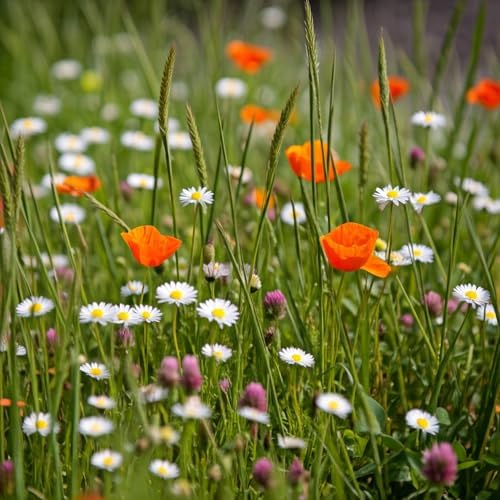Ferry-Morse Flowering Grass Alternative Seed Mix, 400,000+, 1 lb by FerryMorse