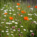 Ferry-Morse Flowering Grass Alternative Seed Mix, 400,000+, 1 lb by FerryMorse