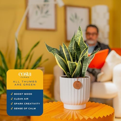 Costa Farms Snake Plant, Live Indoor Plant, 12-20 in. Tall, Decorative Pot - Image 5