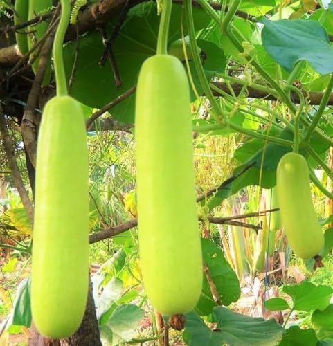 15pcs Long Bottle Gourd Cucuzzi Seeds Opo Asian Calabash Melon Squash - Image 2