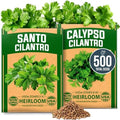 HOME GROWN Calypso & Santo Cilantro Seeds, 500 Seeds, Coriandrum sativum by HOMEGROWN