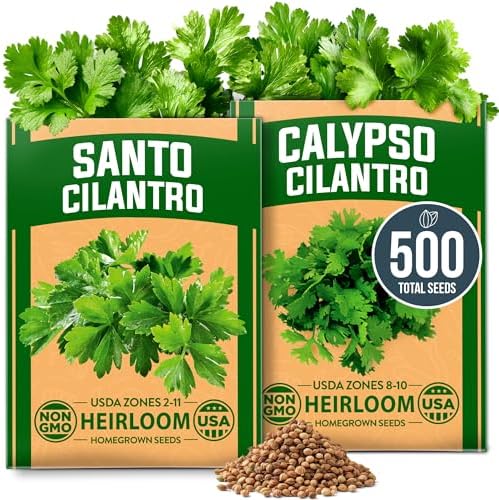 HOME GROWN Calypso & Santo Cilantro Seeds, 500 Seeds, Coriandrum sativum by HOMEGROWN