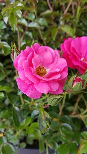 Live Plant from Green Promise Farms Flower Carpet Roses ROSA `FLOWER CARPET PINK` Pink Flower Shrub #2 Size Container Pink - Image 2