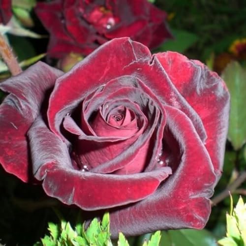Black Red Velvet Climbing Rose Live Plant, 6 Months Old Starter, Fragrant Purple Climbing Roses for Planting Outdoor, No Pot - Image 2