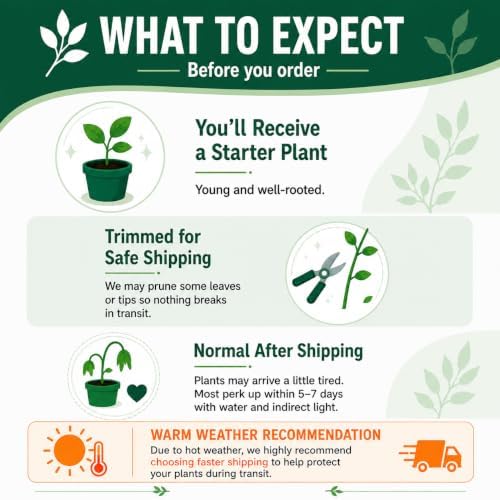 Set of 4 Tecoma Stans Orange Live Plants, 4-8 in, No Pot - Image 3