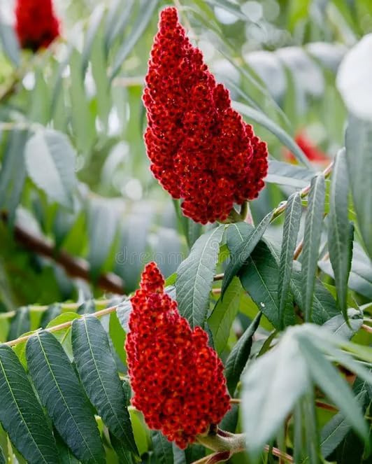 2 Staghorn Sumac Shrubs - 6-12" Tall Live Plants - Rhus typhina - (2 Pack) - Image 4